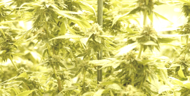 vivo cannabis completes construction greenhouse